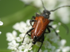 Paracorymbia simplonica