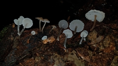 Filoboletus