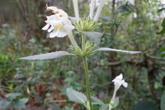 Galeopsis segetum