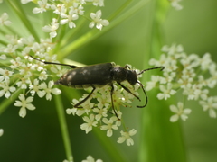 Anastrangalia dubia