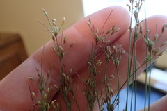 Rhynchospora divergens