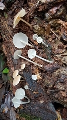 Filoboletus