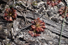 (c) JR Ferrer-Paris, some rights reserved (CC BY)