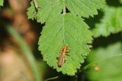 Metacantharis discoidea