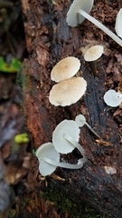 Filoboletus