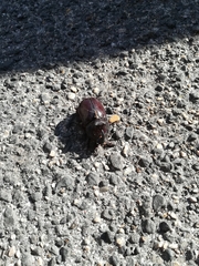 Oryctes nasicornis corniculatus