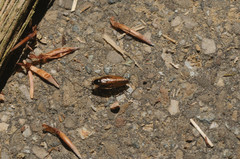 Ectobius sylvestris