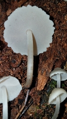 Filoboletus