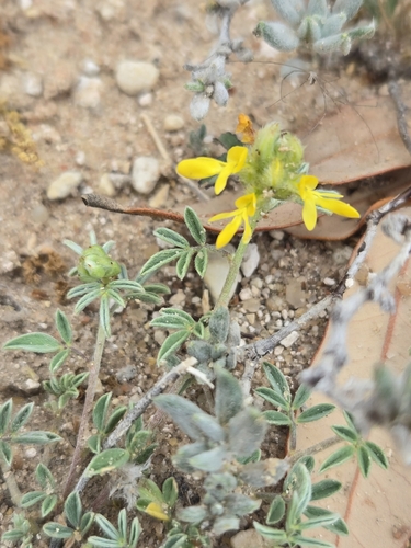 Image of Dalea nana by (c) Jo Roberts, some rights reserved (CC BY)