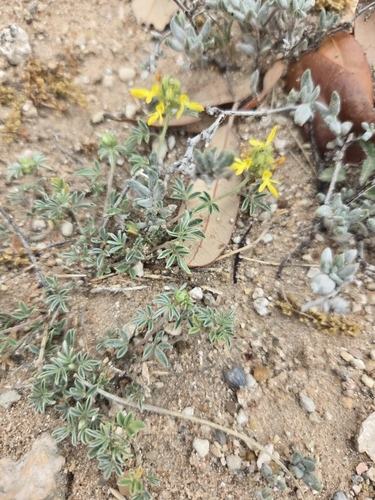 Image of Dalea nana by (c) Jo Roberts, some rights reserved (CC BY)