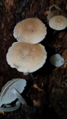 Filoboletus