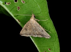 Lysimelia alstoni