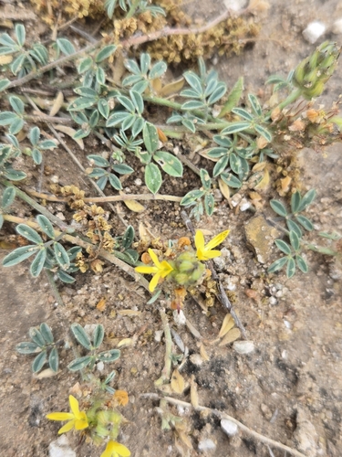Image of Dalea nana by (c) Jo Roberts, some rights reserved (CC BY)