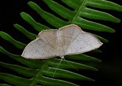Plesiomorpha flaviceps