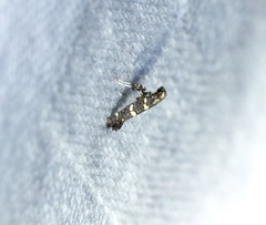 Calybites phasianipennella