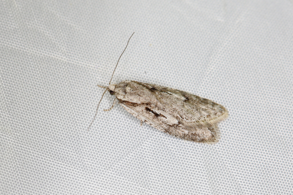 Early Flat-body