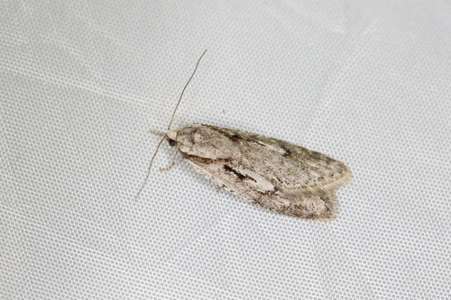 Early Flat-body