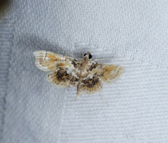 Musotima suffusalis