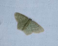 Idiochlora minuscula