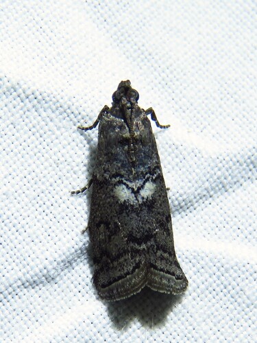 Elm Leaftier Moth photo 3