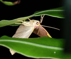 Nothomiza flavicosta