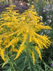 Solidago canadensis