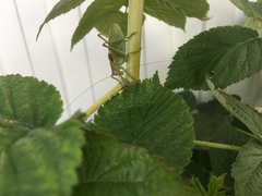 Tettigonia cantans
