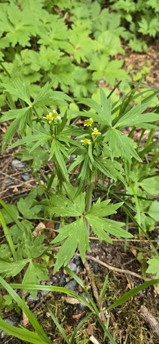 Image of Ranunculus uncinatus by no rights reserved