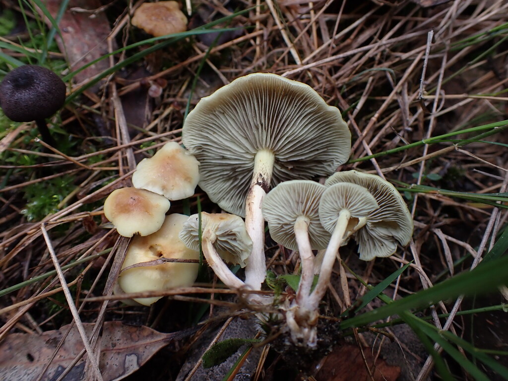 Hypholoma fasciculare · April 2025 · photo: © oqt (iNaturalist, cc-by)