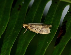 Lypusidae