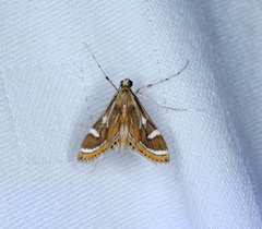 Strepsinoma croesusalis