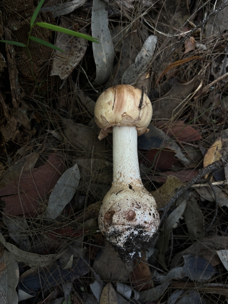 Amanita ochrophylla · April 2025 · photo: © oqt (iNaturalist, cc-by)