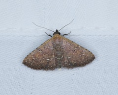 Cerynea punctilinealis