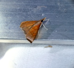 Hemiscopis sanguinea