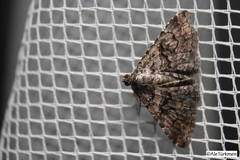 Toxonprucha repentis