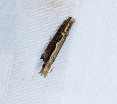Hypatima spathota