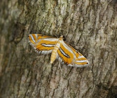 Eristena bifurcalis