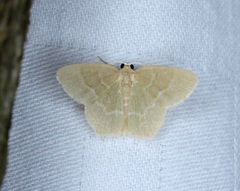 Idiochlora minuscula