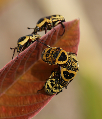 Euryomia argentea