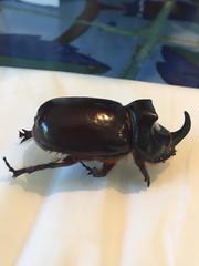 Oryctes nasicornis corniculatus