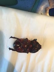 Oryctes nasicornis corniculatus