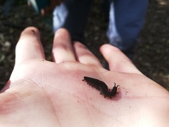 Peripatopsis clavigera