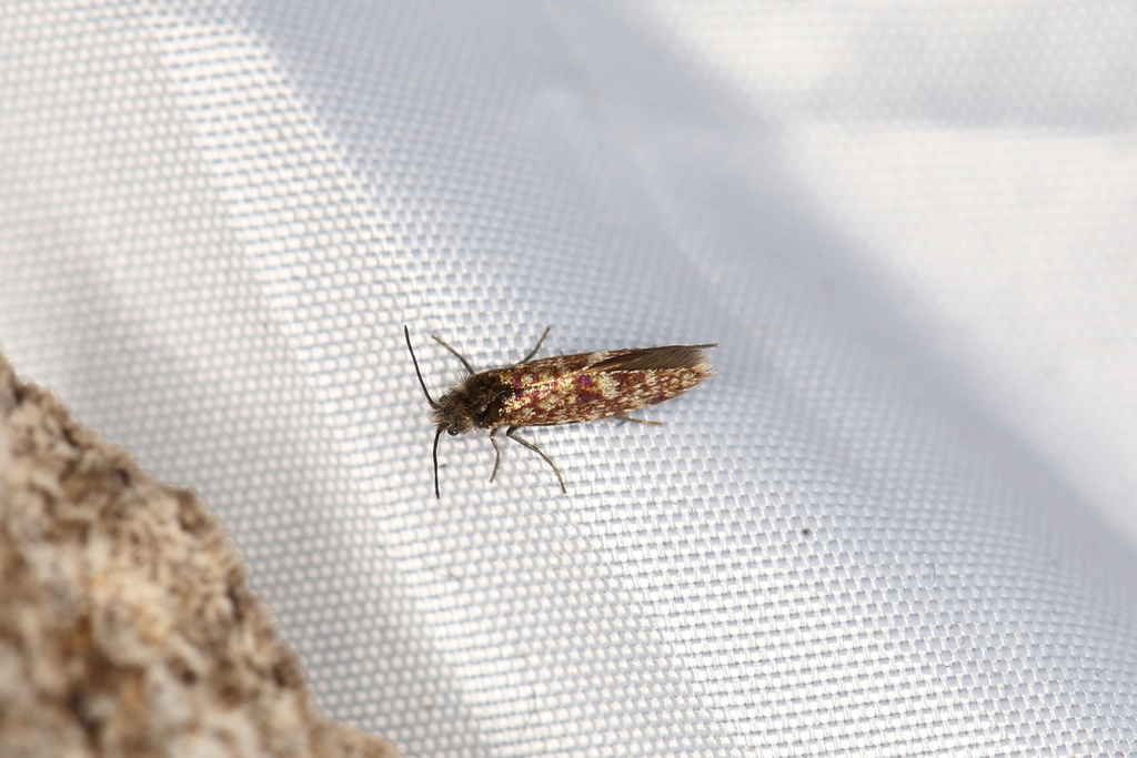 White-spot Purple
