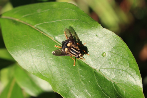 Photo of Three-lined Hover Fly (Helophilus seelandicus)