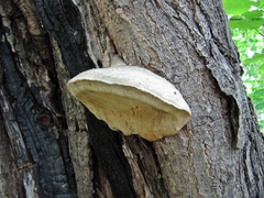 Spongipellis spumeus