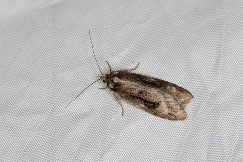 Semioscopis oculella