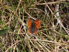 Lycaena hippothoe