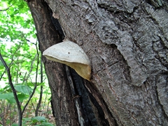 Spongipellis spumeus