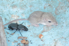 Chaetodipus