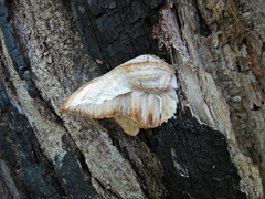 Spongipellis spumeus